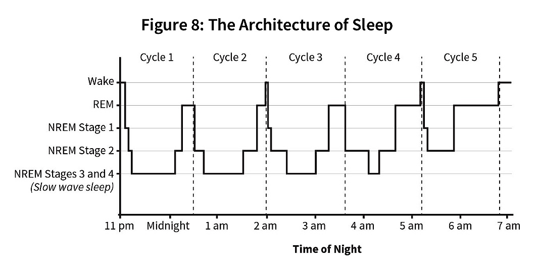 sleep-architecture